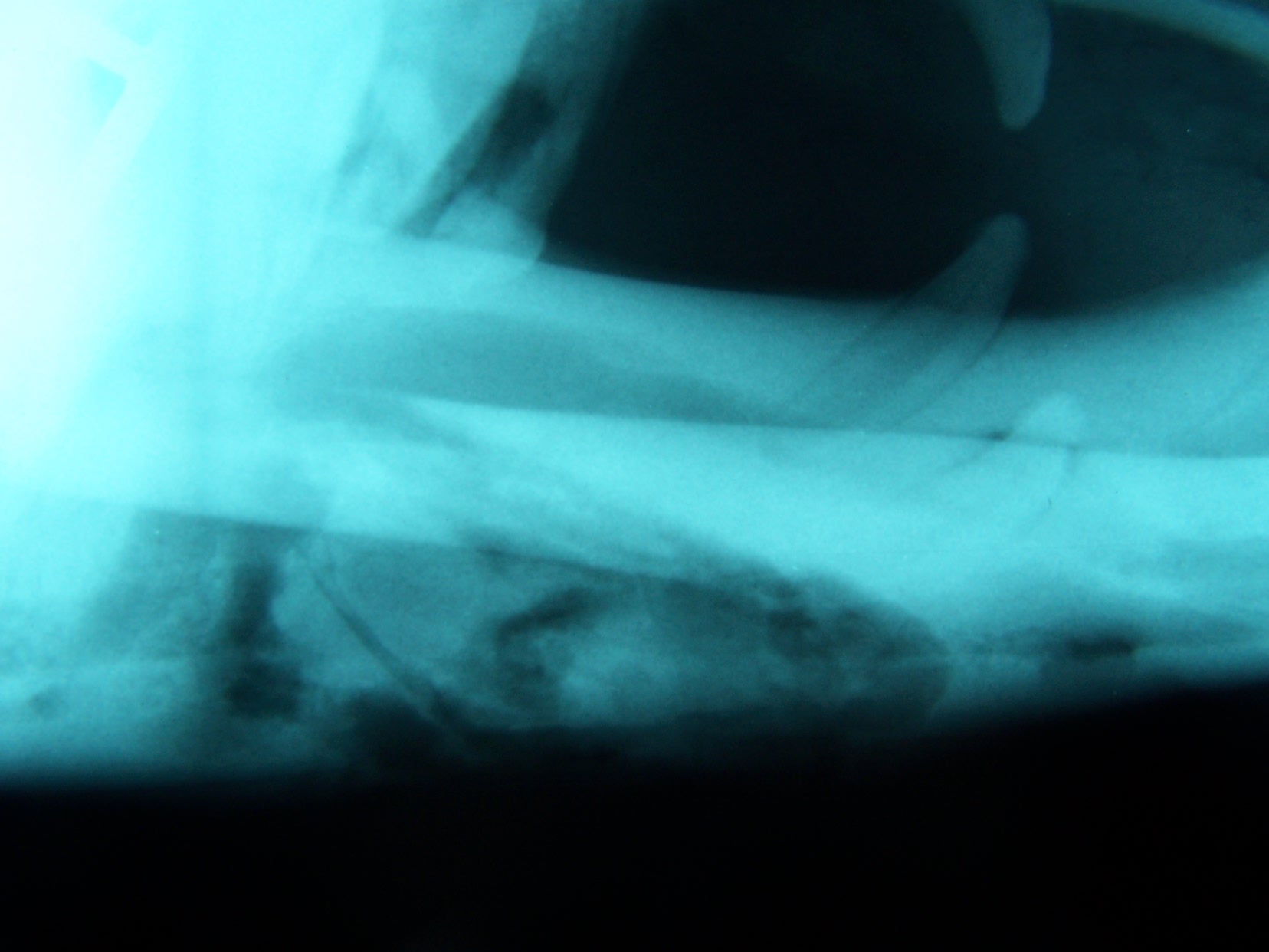 Dr. John Scheels - Exotic Animal Dentistry